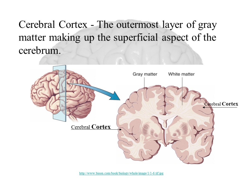 Cerebral Cortex - The outermost layer of gray matter making up the superficial aspect